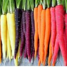 Rainbow Blend Carrot Fresh Garden 150 Seeds