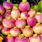 Purple Top Turnip Fresh Garden 200 Seeds