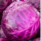 Red Acre Cabbage Fresh Garden 200 Seeds