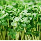 Organic Broccoli MICROGREEN 250 Seeds for Sprouting