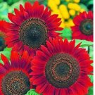 Velvet Sunflower Fresh Garden 25 Seeds