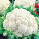 Snowball Improved Cauliflower Fresh Garden 200 Seeds
