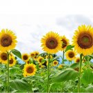 Mammoth Grey Stripe Sunflower Fresh Garden 15 Seeds