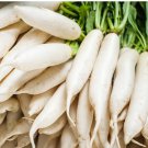 Daikon Radish Seeds to Plant Fresh Garden 25 Seeds