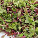 Spicy Salad Microgreen 500 Seeds Heirloom High Germination