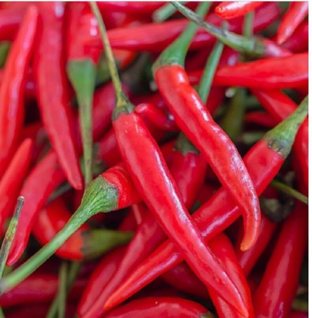 Hot Cayenne Pepper Fresh Vegetable 25 Seeds