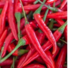 Hot Cayenne Pepper Fresh Vegetable 25 Seeds