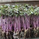 Red Acre Cabbage MICROGREEN 200 Seeds