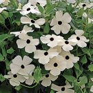 Thunbergia White 10 Seeds