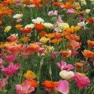Poppy California Mix 500 Seeds