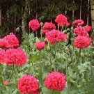 Peony Red 100 Seeds