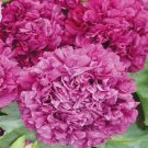 Peony Purple 100 Seeds