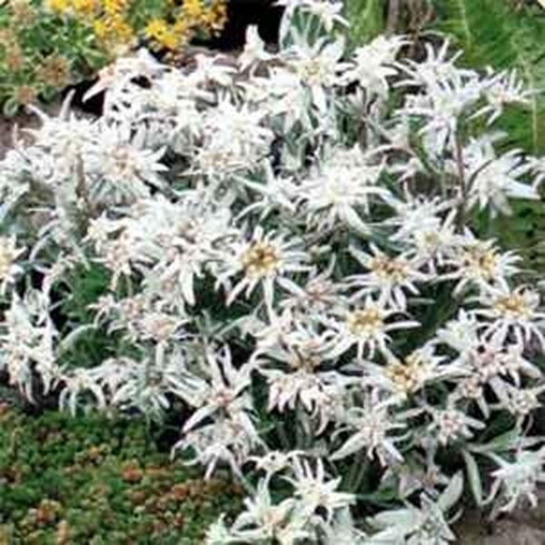 Edelweiss 100 Seeds