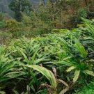 Cardamom 50 seeds
