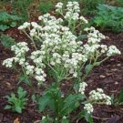 Wild Quinine Seeds50 seeds Parthenium integrifolium