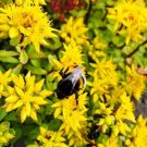 Sedum Hybridum 50 Seeds