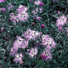Fringed Pinks 100 Seeds