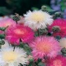 Sweet Sultan Imperialis Mix 100Seeds