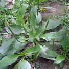 Plantain Chinese 100 Seeds