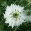 Love In A Mist WhiteMiss Jekyll 100 Seeds