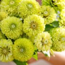 Zinnia Envy Green 100 Seeds