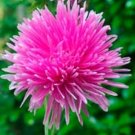 Aster Needle Rose 50 Seeds