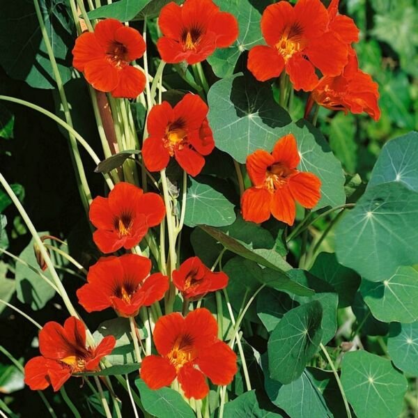 Nasturtium Spitfire 15 Seeds