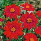 Sunflower Mexican Red Tithonia Speciosa 50 Seeds
