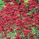 Jupiter's Beard Red 50 Seeds