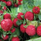 Indian Strawberry100 seeds