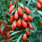 Goji BerryWolfberry 50 Seeds