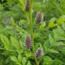 Licorice 10 Seeds