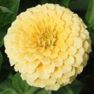 Zinnia Isabellina 100 Seeds