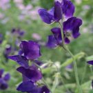 Sweet Peas Royal Navy 15 seeds