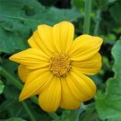 Sunflower Mexican Yellow Tithonia Speciosa 25 Seeds