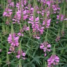 Obedient Plant Pink 50 Seeds