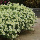 Petunia GrandifloraYellow 25 Seeds