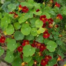 Nasturtium Scarlet 15 Seeds