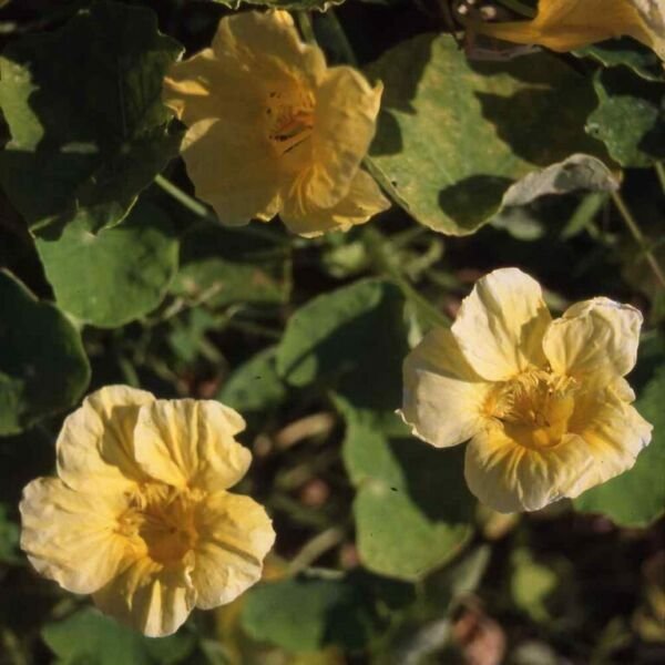 Nasturtium Moonlight 15 Seeds