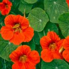 Nasturtium Orange 15 Seeds