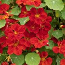 Nasturtium Mahogany 15 Seeds