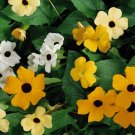 Thunbergia Mix 10 Seeds
