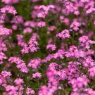 Forgetmenot Rose 200 Seeds