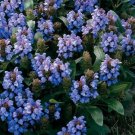 Prunella Blue 15 Seeds
