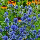 Sea Holly Alpinum 20 Seeds