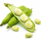 Fava BeansVicia Faba 25 Seeds