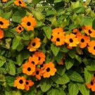 Thunbergia Orange 10 Seeds