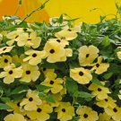 Thunbergia Yellow 10 Seeds
