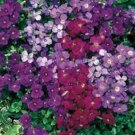 Rock Cress Aubrieta Royal Mix 100 Seeds