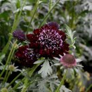 ScabiosaAtropurpurea Double Red 15 Seeds